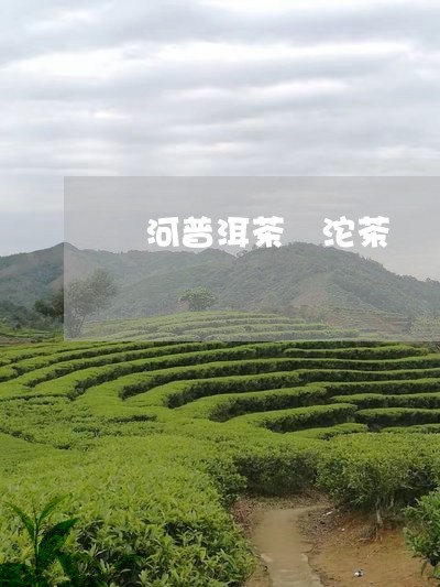 郞河普洱茶 沱茶/2023041097167